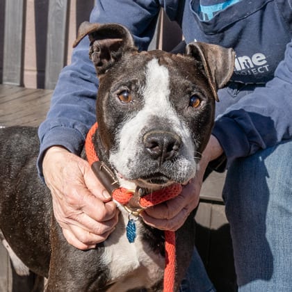 Photo of Tahoe - IN FOSTER, adoptable dog in Chamblee, Georgia