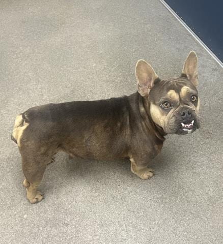 Photo of Sky, adoptable French Bulldog in HESPERIA, California