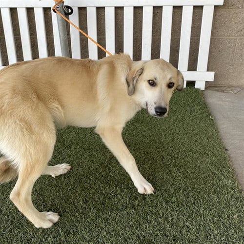 Photo of A615092, adoptable Great Pyrenees in Modesto, California