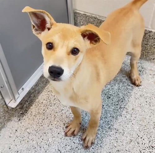 Photo of Skittles, adoptable German Shepherd Dog in Houston, Texas