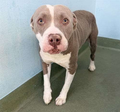 Photo of Sweet Boy, adoptable Pit Bull Terrier in Baldwin Park, California