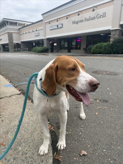 Photo of Werthers Sr, adoptable Labrador Retriever in Chapel Hill, North Carolina