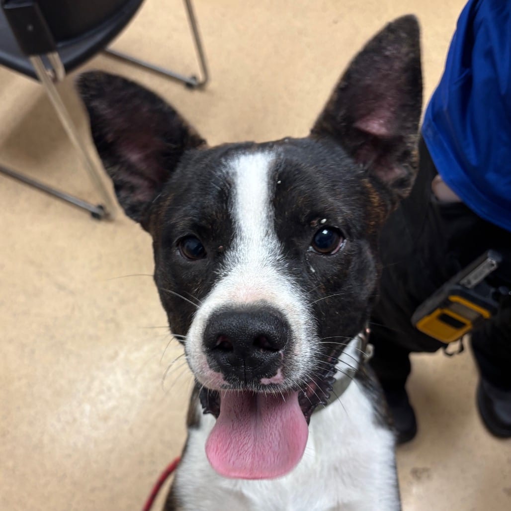 Photo of Drake the Rapper, adoptable Terrier, Pit Bull / Mix in Brownsville, Texas