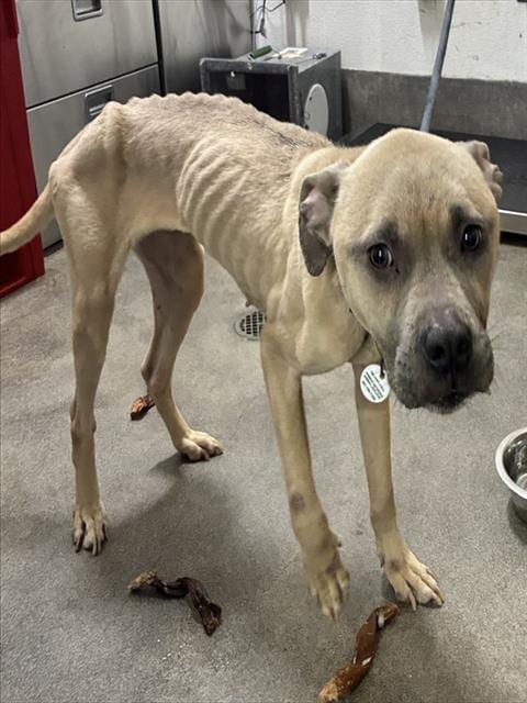 Photo of Sheba, adoptable Mastiff in Forestville, Maryland