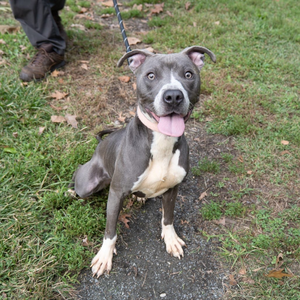Photo of Nyx, adoptable Terrier, American Pit Bull in Baltimore, Maryland