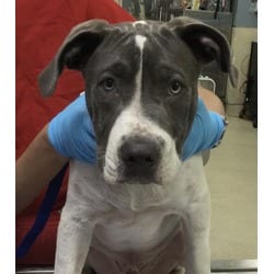 Photo of Rocky, adoptable American Pit Bull Terrier in Jurupa Valley, California