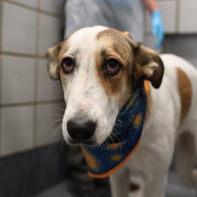 Photo of Cinnamon, adoptable dog in San Antonio, Texas
