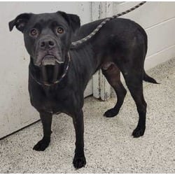 Photo of Quimby, adoptable Mixed Breed (Medium) in Kansas City, Missouri