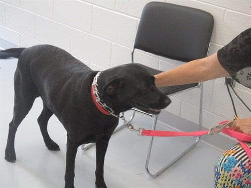 Photo of Raleigh, adoptable Labrador Retriever in Ocala, Florida