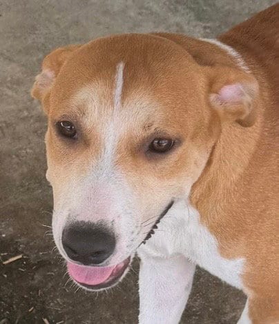 Photo of Lancelot, adoptable Hound in Carrollton, Georgia
