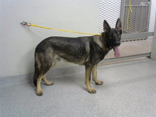 Photo of Sable, adoptable German Shepherd Dog in Pasadena, Texas