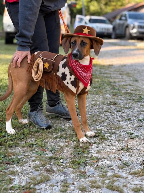 Photo of Fred, adoptable Hound in Westwood, New Jersey