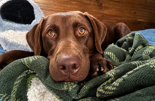 Photo of October, adoptable Labrador Retriever in Clovis, California