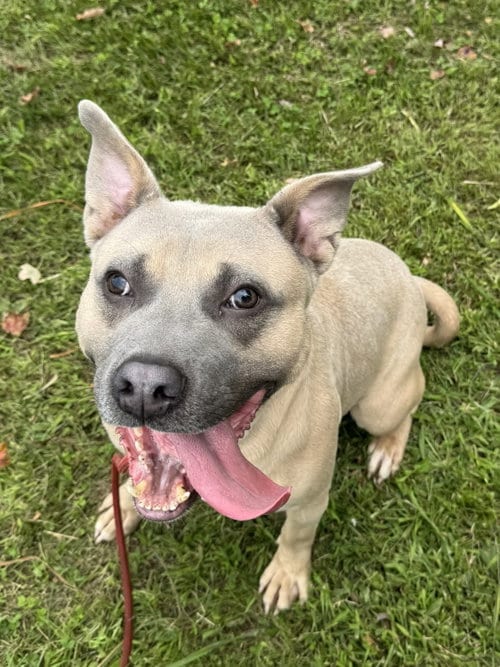 Photo of Waldo, adoptable American Staffordshire Terrier in Perth Amboy, New Jersey