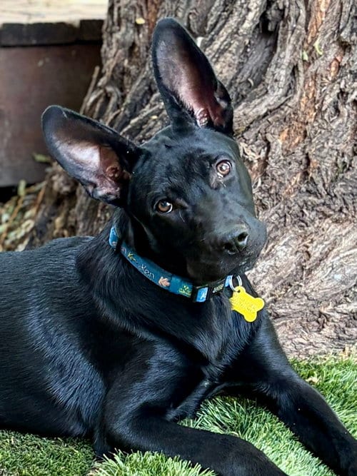 Photo of Cobi, adoptable Australian Cattle Dog/Blue Heeler in Sandy, Utah