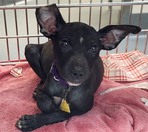 Photo of Frankie, adoptable Labrador Retriever in Maryland, Missouri