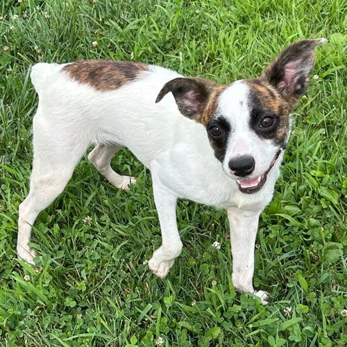 Photo of Jianna, adoptable Boston Terrier in Batavia, Ohio