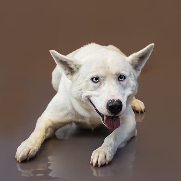 Photo of Frost Bite, adoptable Siberian Husky cross in Lawrenceville, Georgia