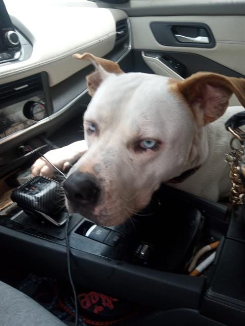 Photo of Amour, adoptable American Staffordshire Terrier in San Antonio, Texas