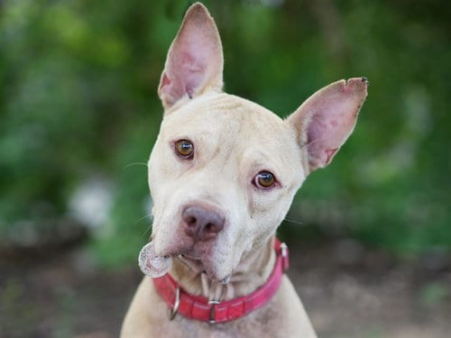 Photo of Rydell, adoptable Carolina Dog in Tavares, Florida