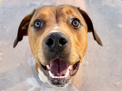 Photo of Karen, adoptable dog in Georgetown, Texas