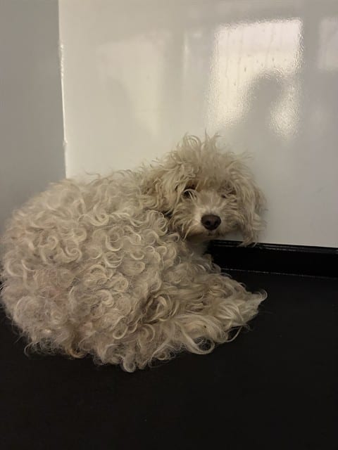 Photo of China, adoptable Poodle - Miniature in San José, California