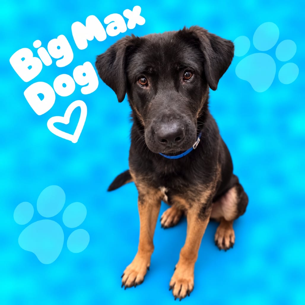 Photo of Max Big Dog, adoptable dog