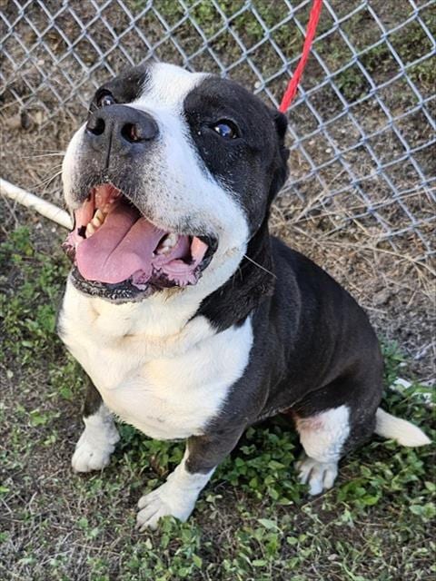 Photo of Hudson, adoptable American Pit Bull Terrier in Pasadena, Texas