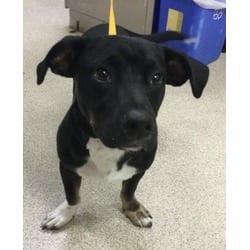 Photo of Bandit, adoptable Terrier (Unknown Type, Medium) in Jurupa Valley, California
