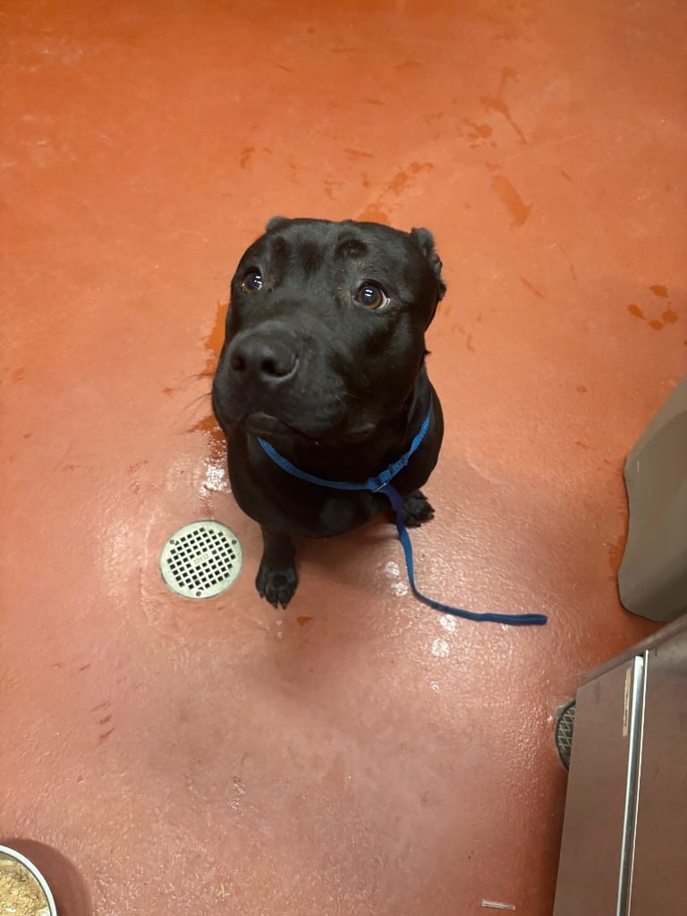 Photo of Mikaylynn, adoptable Mixed Breed in Douglasville, Georgia