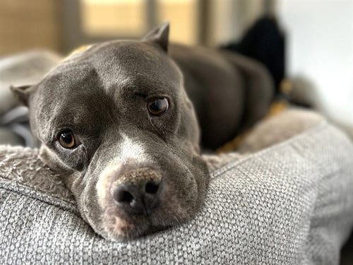 Photo of Ava, adoptable American Pit Bull Terrier in Mesa, Arizona