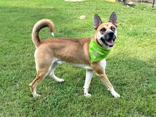 Photo of Gumbo, adoptable Husky in Haw River, North Carolina