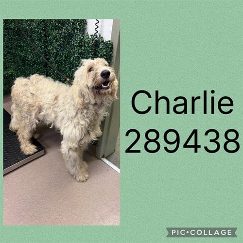 Photo of Charlie, adoptable Poodle (Standard) in Macon, Georgia