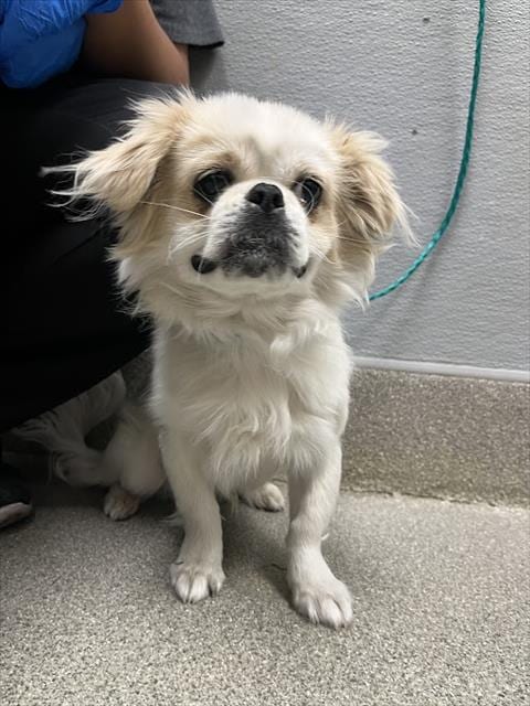 Photo of Boyboy, adoptable Pekingese in Las Vegas, Nevada