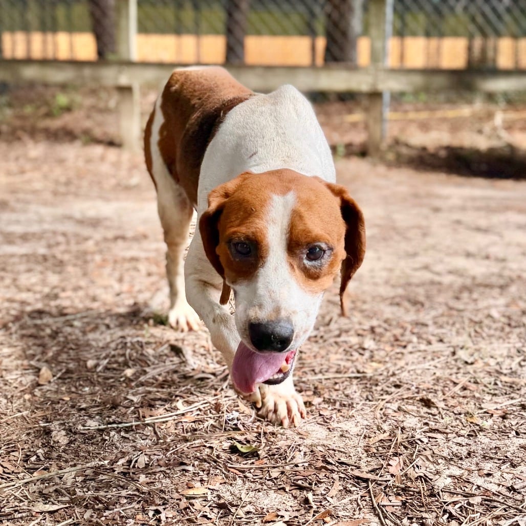 Photo of Bubba, adoptable Mixed Breed (Medium) in Milton, Florida