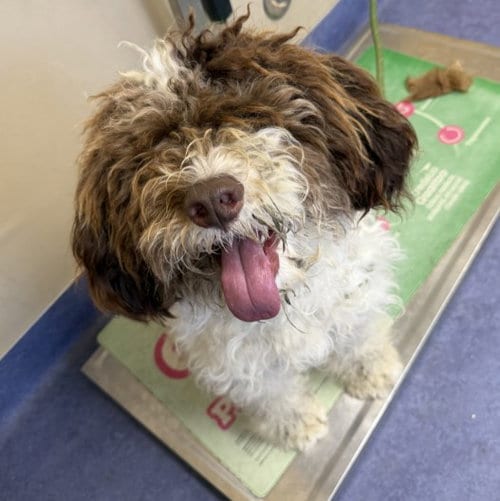 Photo of Bentley, adoptable Poodle (Standard) in Lompoc, California