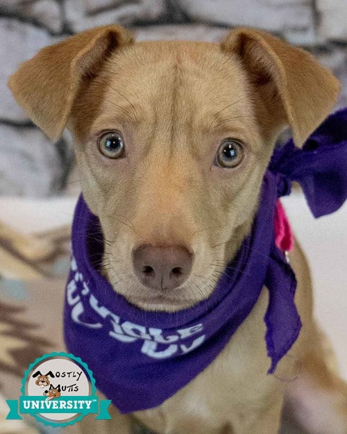 Photo of Cheyenne, adoptable Terrier in Kennesaw, Georgia