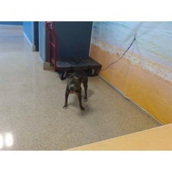 Photo of Wendy, adoptable Terrier (Unknown Type, Medium) in Doral, Florida