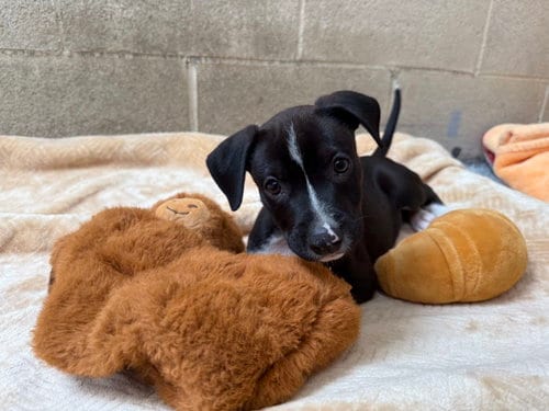 Photo of Mack, adoptable Staffordshire Bull Terrier in Seal Beach, California