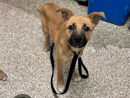 Photo of Austin, adoptable Black Mouth Cur in Pueblo, Colorado