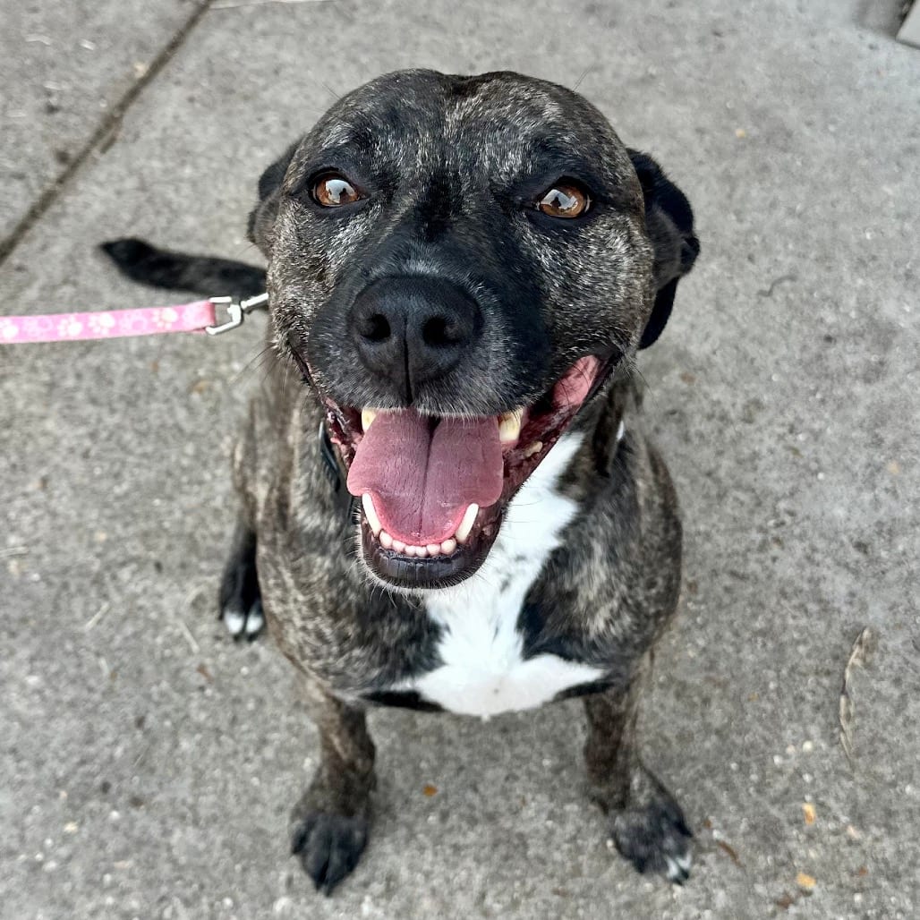Photo of Addison K12, adoptable Terrier, Pit Bull / Cattle Dog in Union, Missouri
