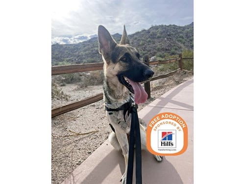 Photo of Sadie, adoptable German Shepherd Dog in Phoenix, Arizona
