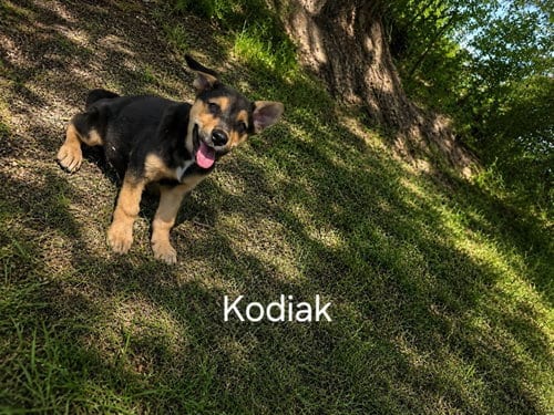 Photo of Kodiak, adoptable German Shepherd Dog in MIDWAY, Utah