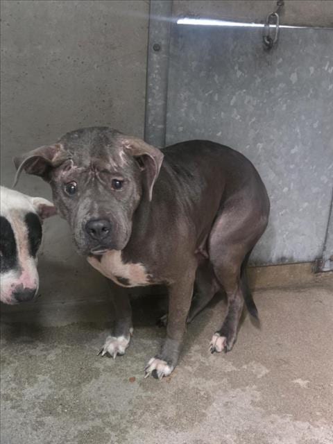 Photo of Celeste, adoptable Pit Bull Terrier in San Bernardino, California