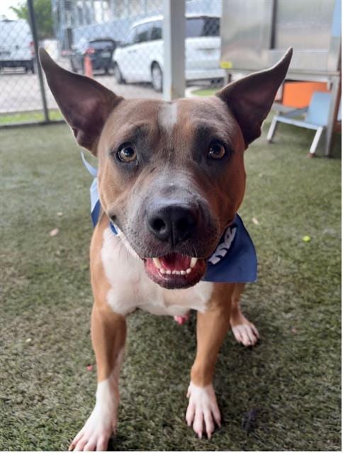 Photo of Rosco, adoptable Pit Bull Terrier in Miami, Florida