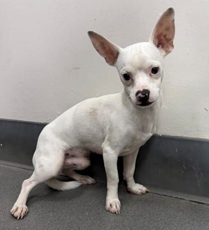 Photo of Casper, adoptable Chihuahua, Short Coat/Mix in Bakersfield, California