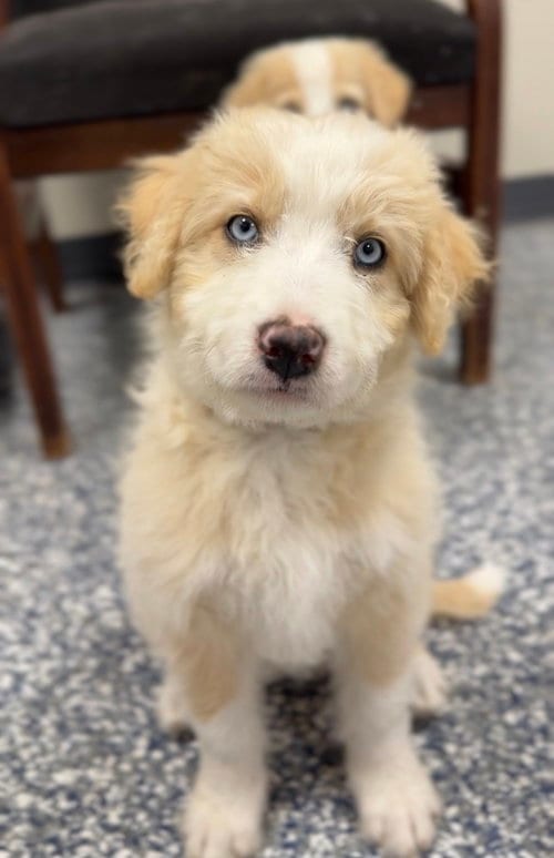 Photo of Sweetie, adoptable Poodle (unknown type) in Bemidji, Minnesota