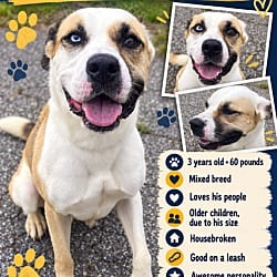 Photo of Rabbit, adoptable Terrier (Unknown Type, Medium) in Roswell, Georgia