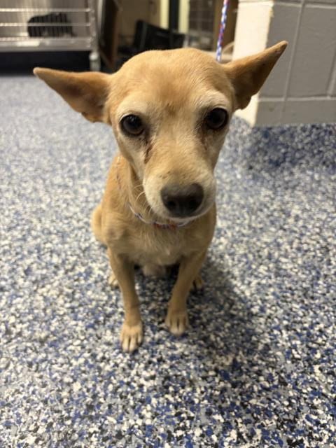 Photo of Chula, adoptable Chihuahua in Thousand Palms, California