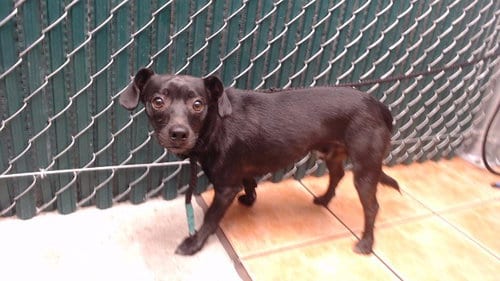 Photo of Jason, adoptable Chihuahua in Downey, California